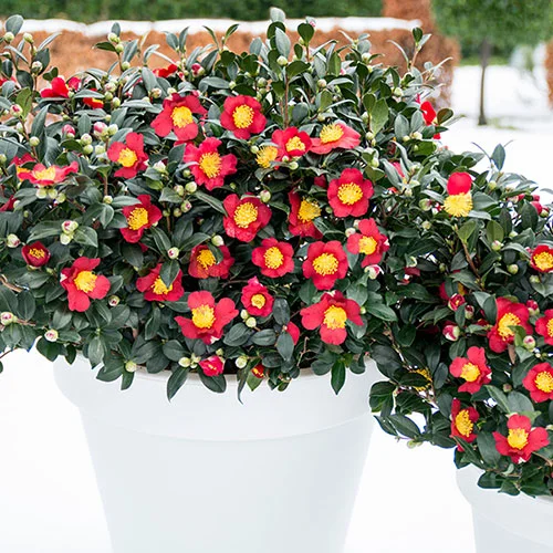 gardeningdirect2995197