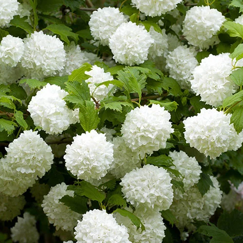 gardeningdirect2995233
