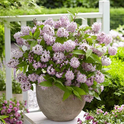 gardeningdirect2995251