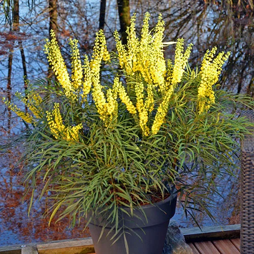 gardeningdirect2995275
