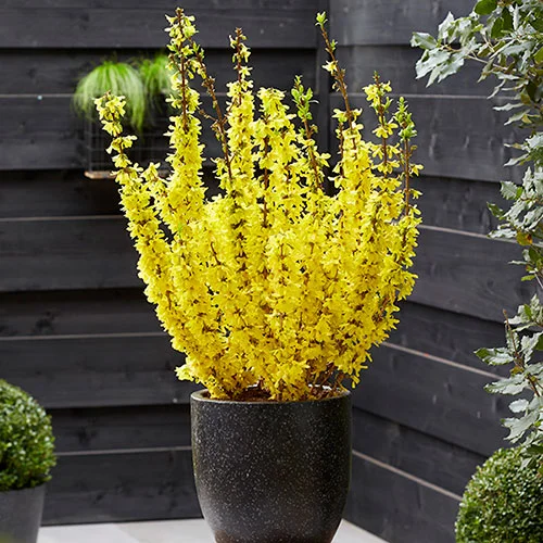 gardeningdirect2995335