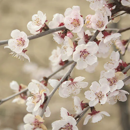 gardeningdirect2995352