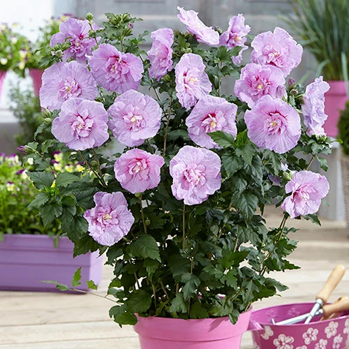 gardeningdirect2995387