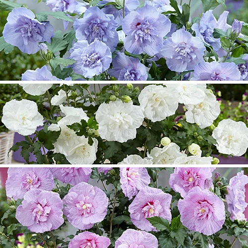 gardeningdirect2995426