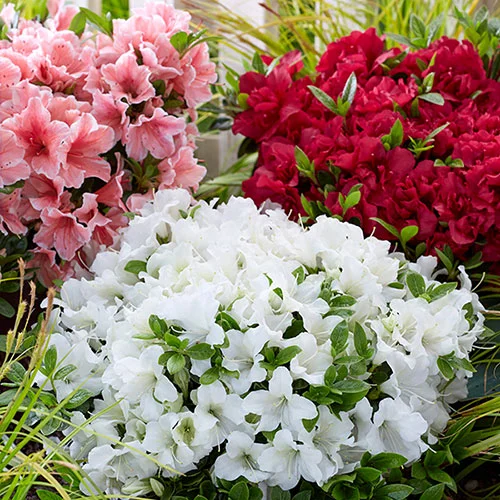 gardeningdirect2995444