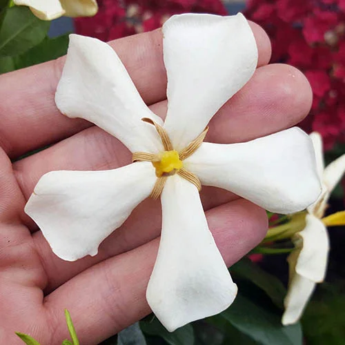 gardeningdirect2995510