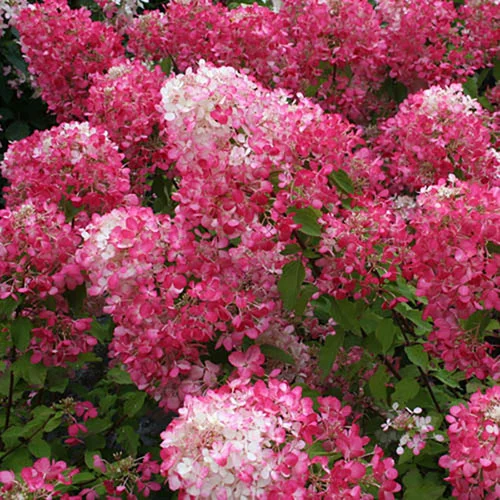 gardeningdirect2995535