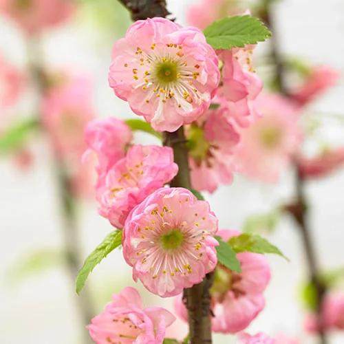 gardeningdirect2995574