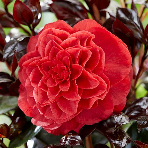 gardeningdirect2995620