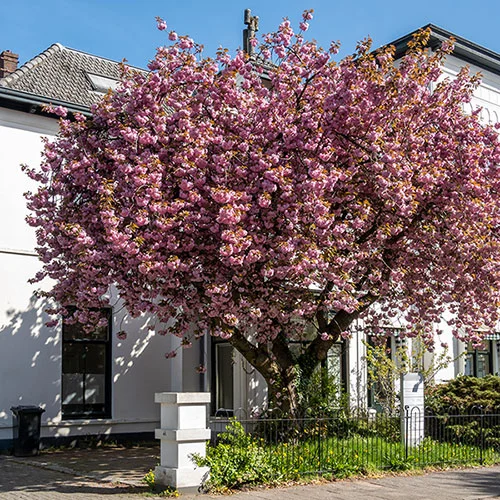 gardeningdirect2995663