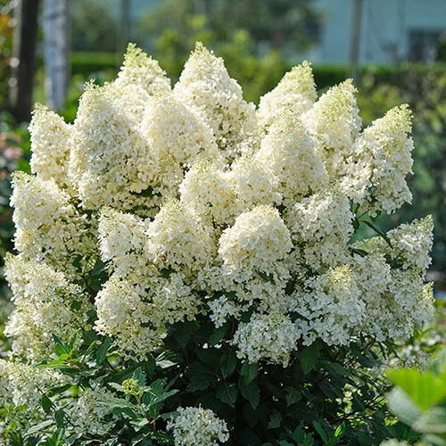 gardeningdirect2995683