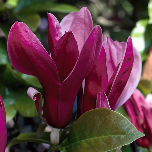 gardeningdirect2995697