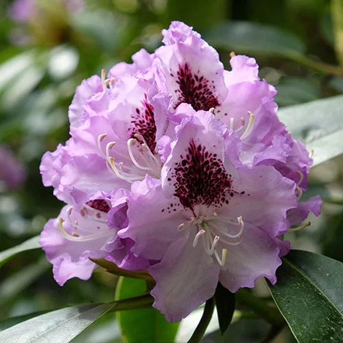 gardeningdirect2995763