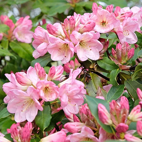 gardeningdirect2995788