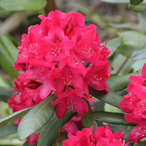 gardeningdirect2995811