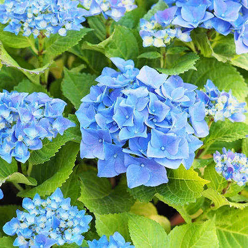 gardeningdirect2995850