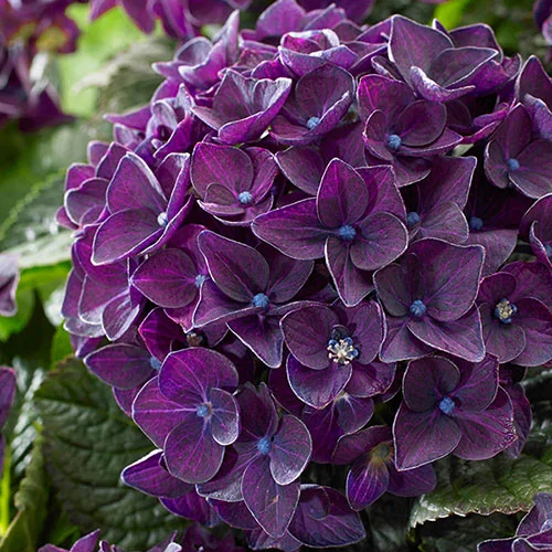 gardeningdirect2995872