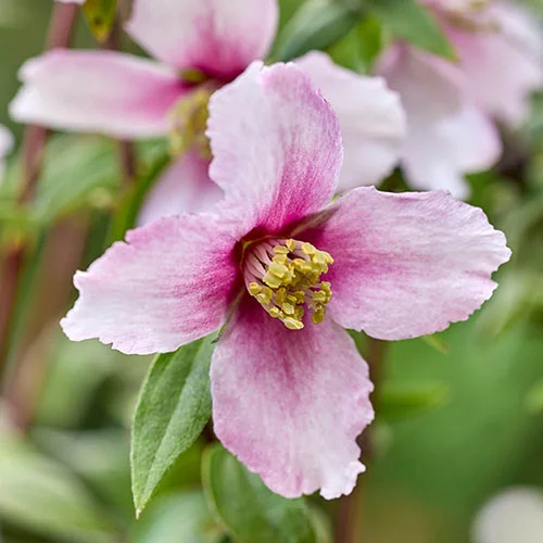 gardeningdirect2995893