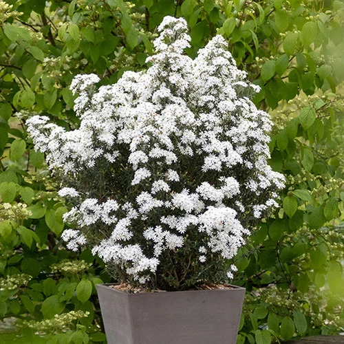gardeningdirect2995914