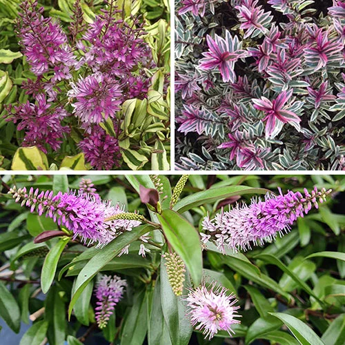 gardeningdirect2995994
