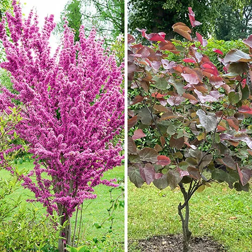 gardeningdirect2996040
