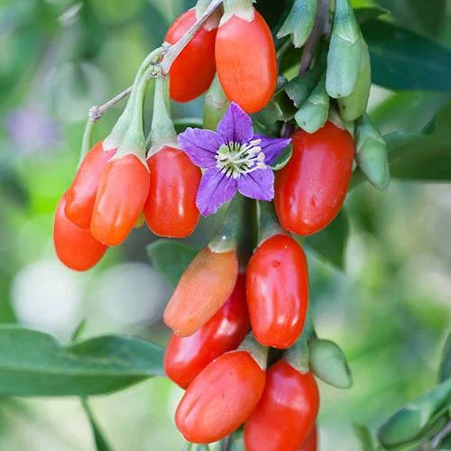 gardeningdirect2996194