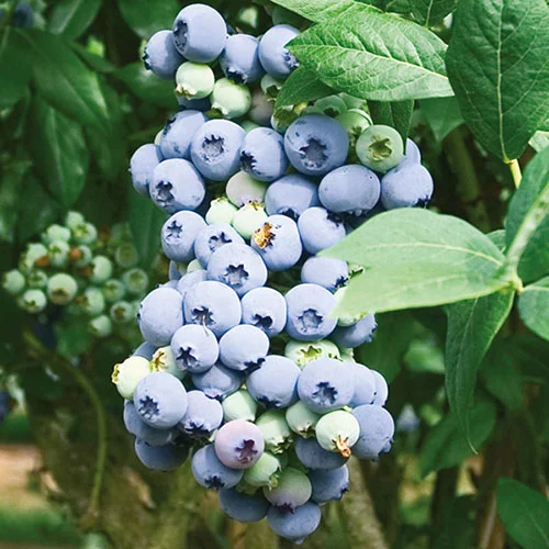 gardeningdirect2996237