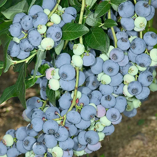 gardeningdirect2996256