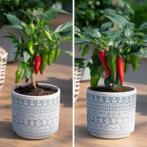 gardeningdirect2996345