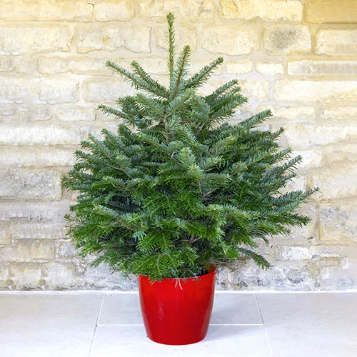 gardeningdirect2997165