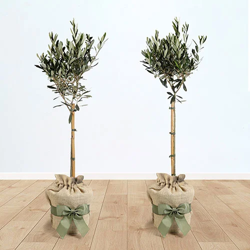 gardeningdirect2997229