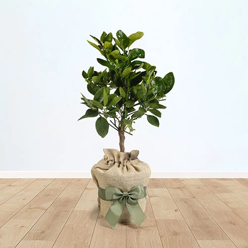 gardeningdirect2997252
