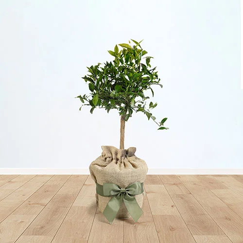 gardeningdirect2997287