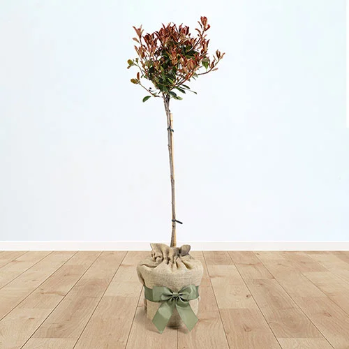 gardeningdirect2997324