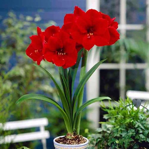 gardeningdirect2997356