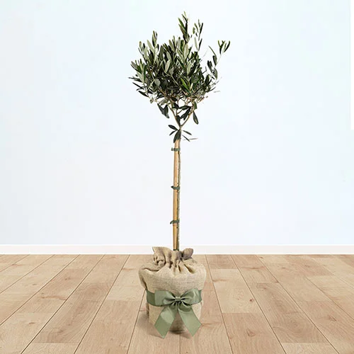gardeningdirect2997428