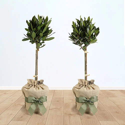 gardeningdirect2997445