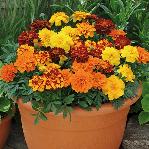 gardeningdirect2997485