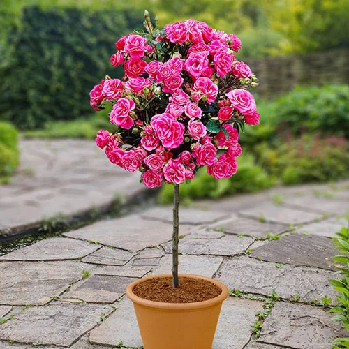 gardeningdirect2997667