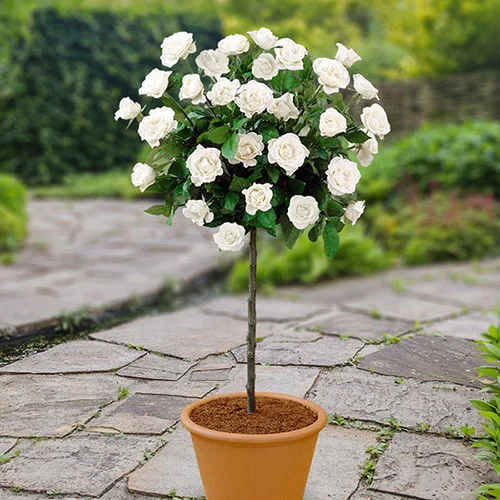 gardeningdirect2997686
