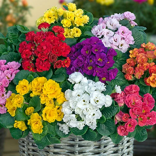 gardeningdirect2997707