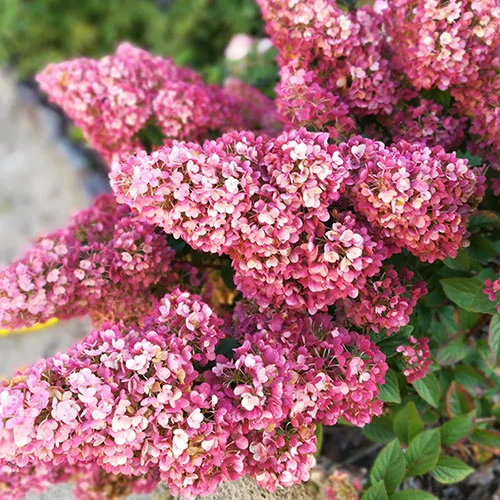 gardeningdirect2997745