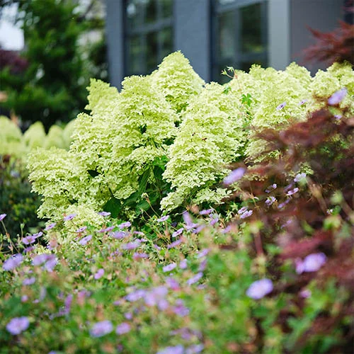 gardeningdirect2997773