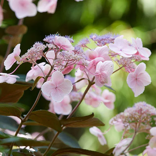 gardeningdirect2997792