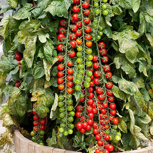 gardeningdirect2997811