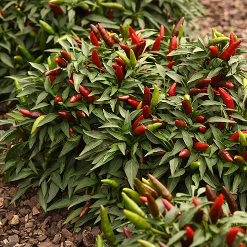 gardeningdirect2997835
