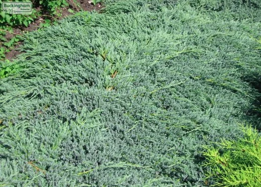 hedging4389601