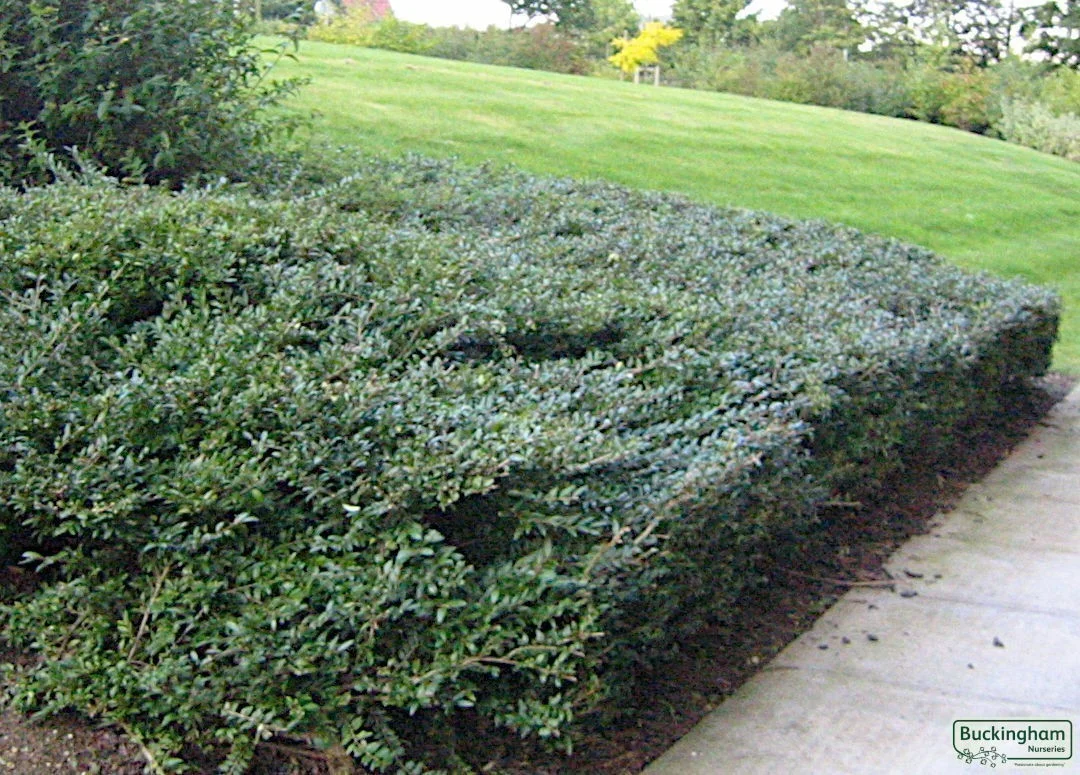 hedging4389685