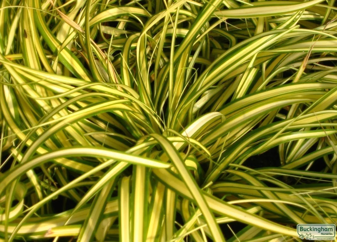 hedging4390194