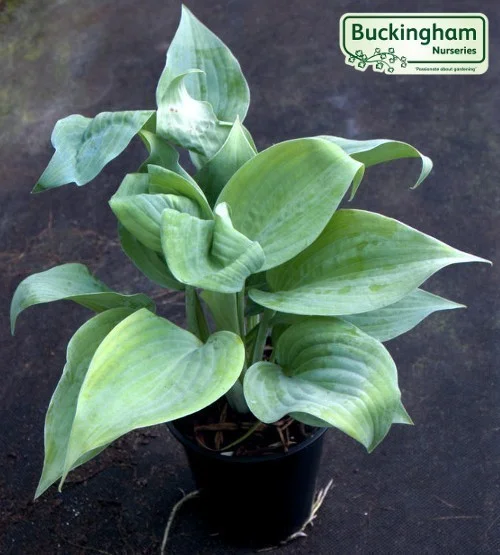 hedging4391451